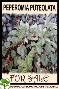 Peperomia puteolata for sale