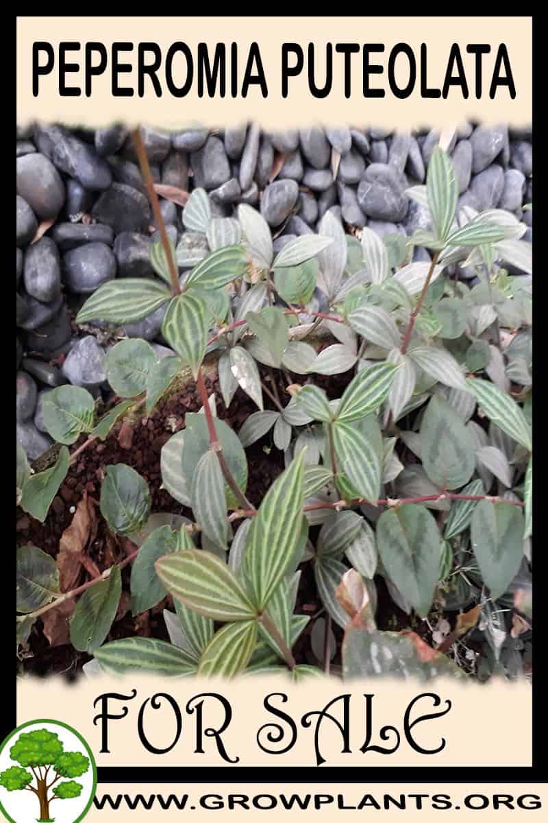 Peperomia puteolata