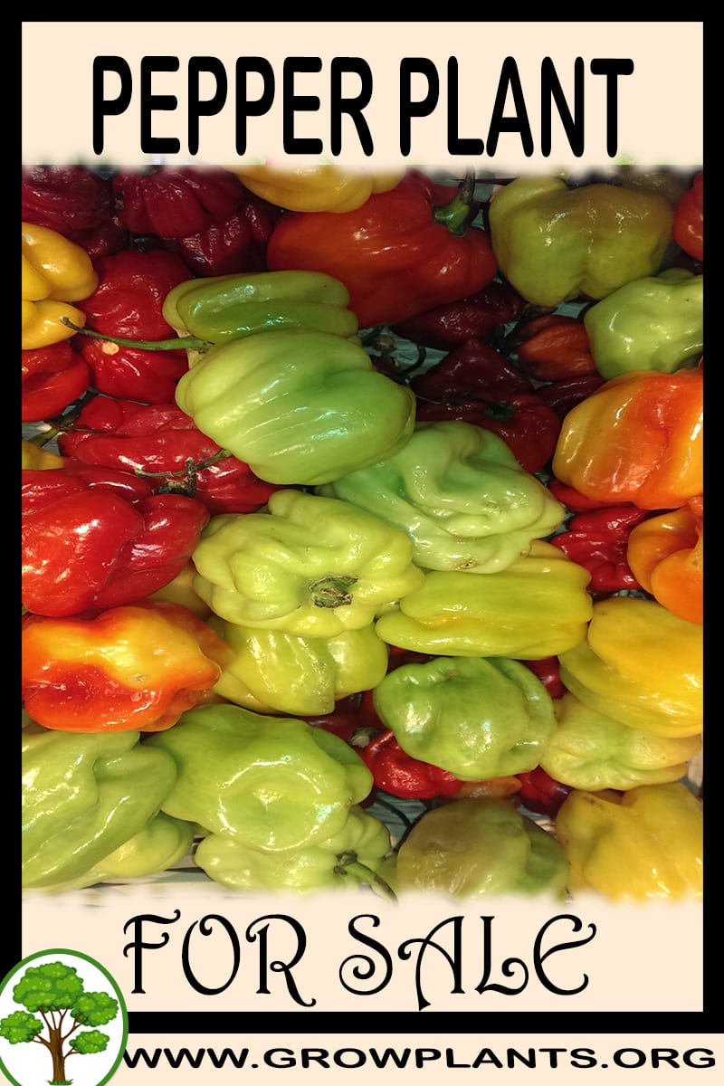 Pepper