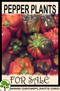 Pepper plants for sale