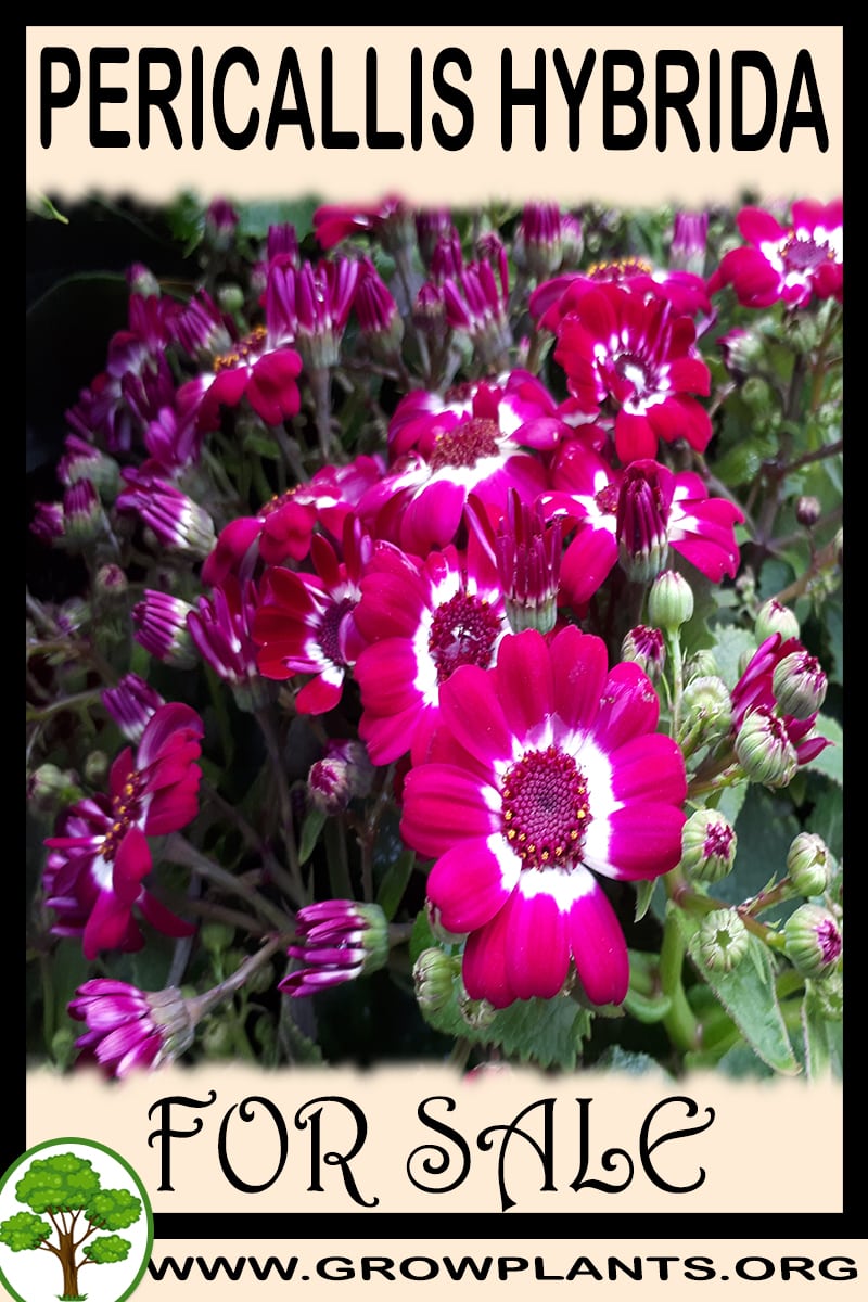Pericallis hybrida