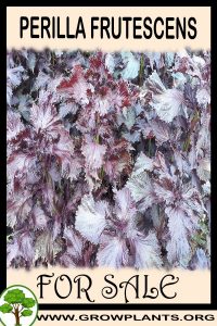 Perilla frutescens for sale