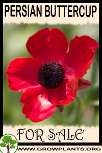 Persian buttercup for sale