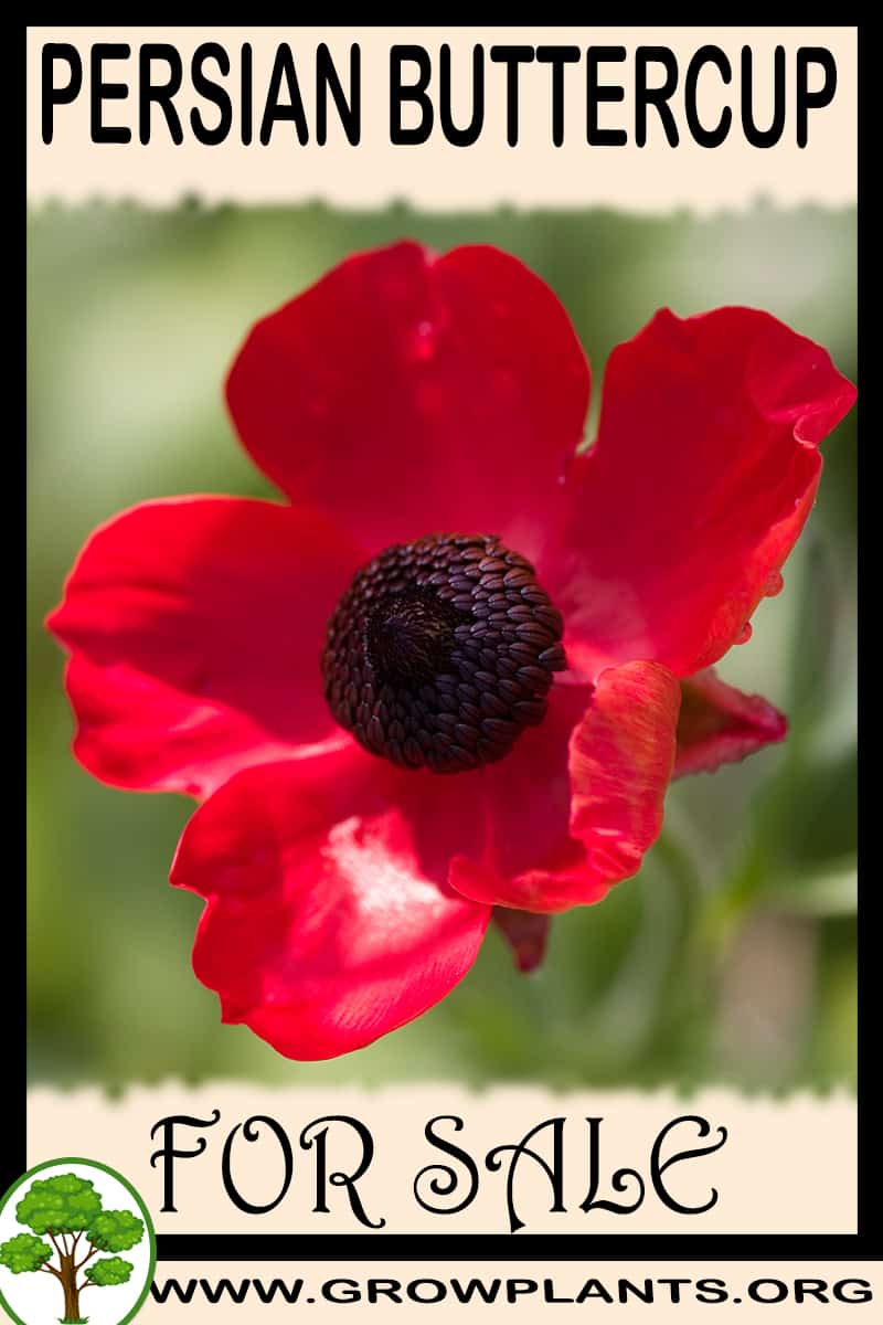 Persian buttercup