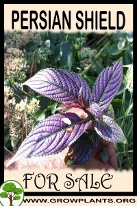 Persian shield for sale