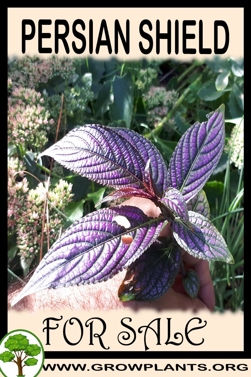 Persian shield