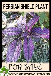 Persian shield plant for sale