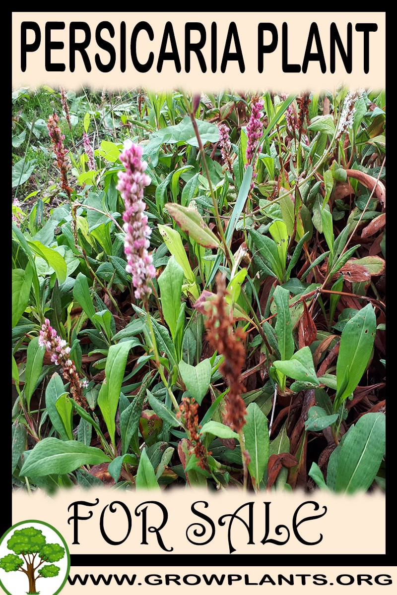 Persicaria