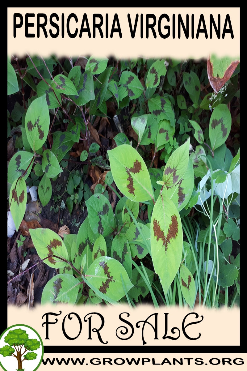 Persicaria virginiana