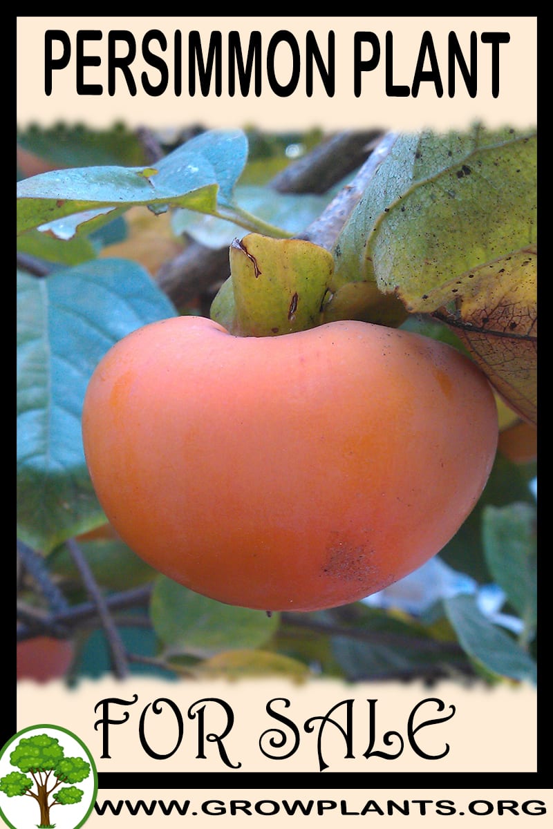 Persimmon