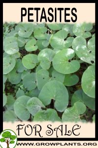 Petasites for sale