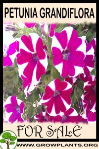 Petunia grandiflora for sale
