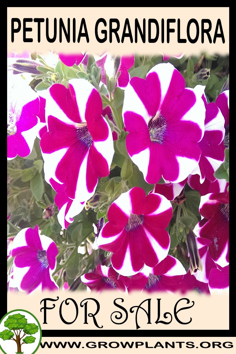 Petunia grandiflora