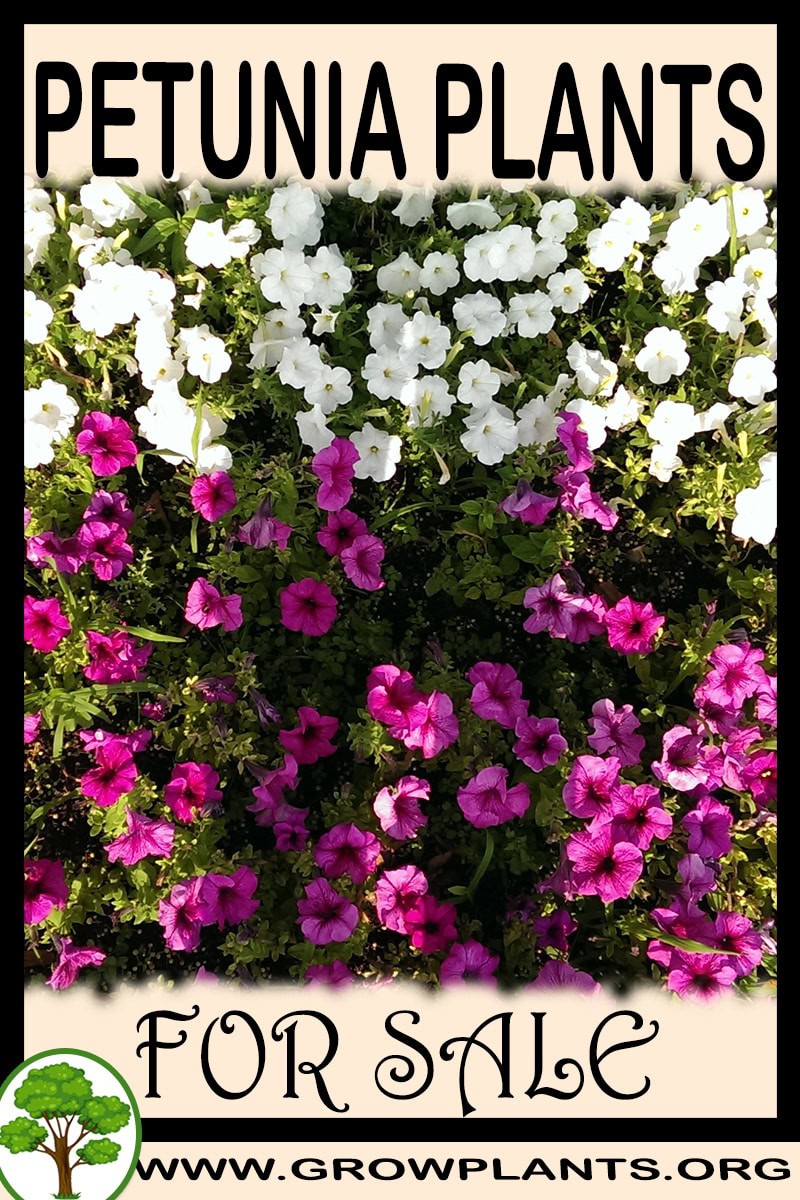 Petunia plants