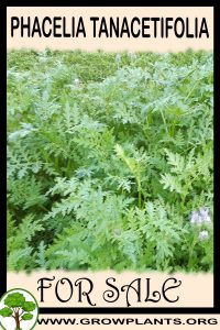 Phacelia tanacetifolia for sale