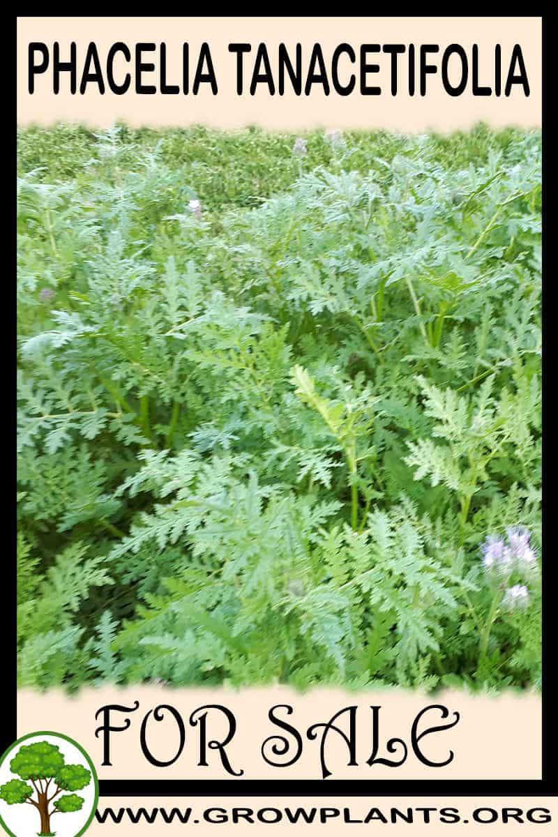 Phacelia tanacetifolia