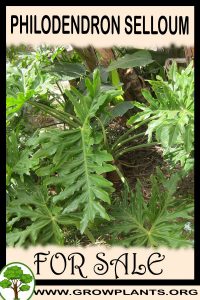 Philodendron selloum for sale