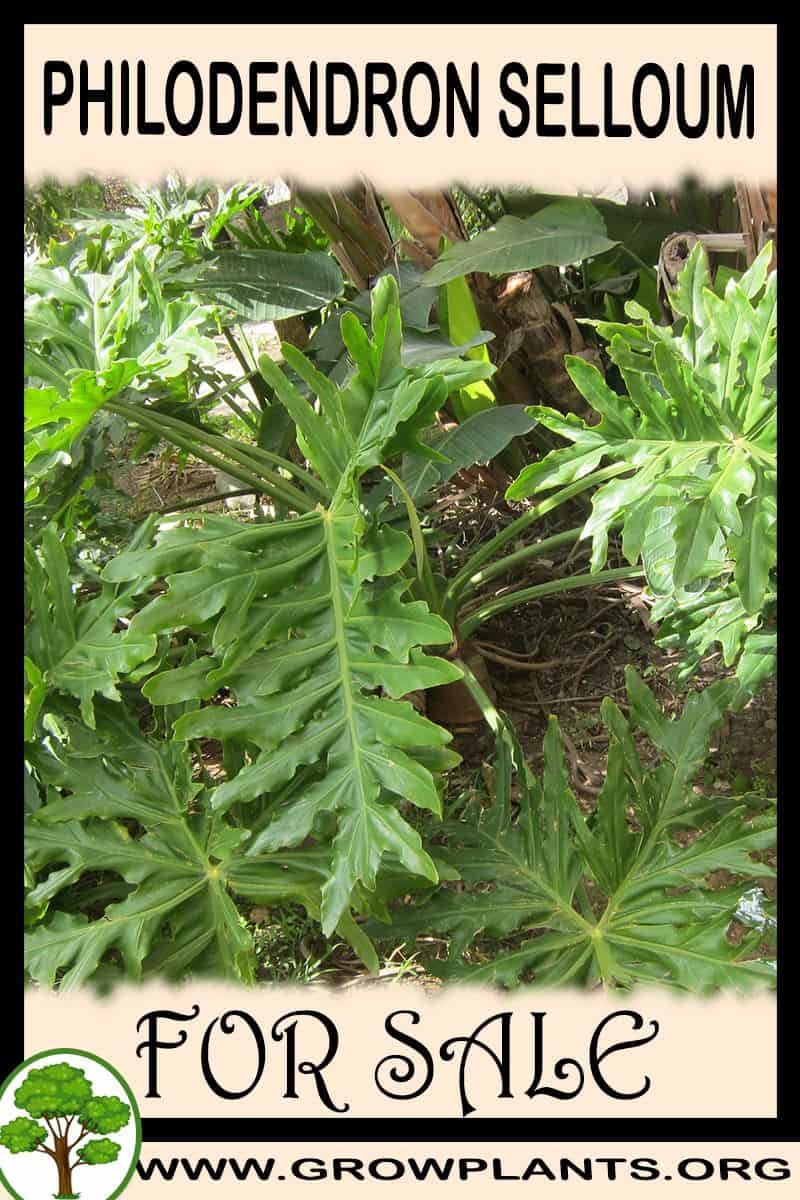 Philodendron selloum