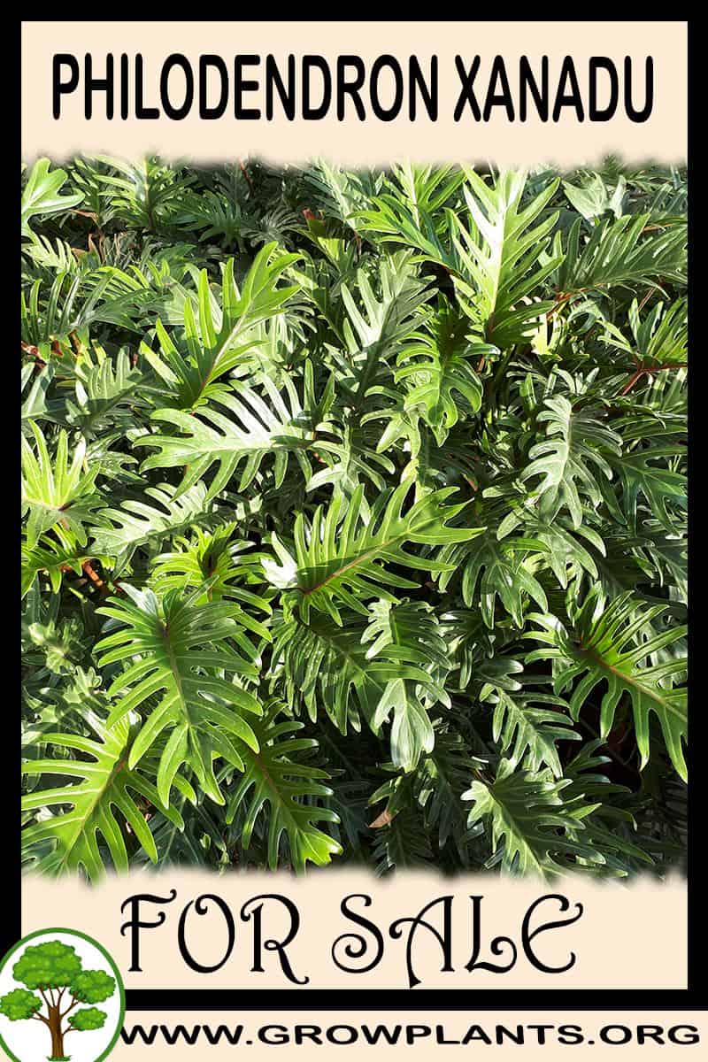 Philodendron xanadu