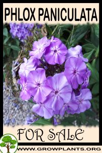 Phlox paniculata for sale