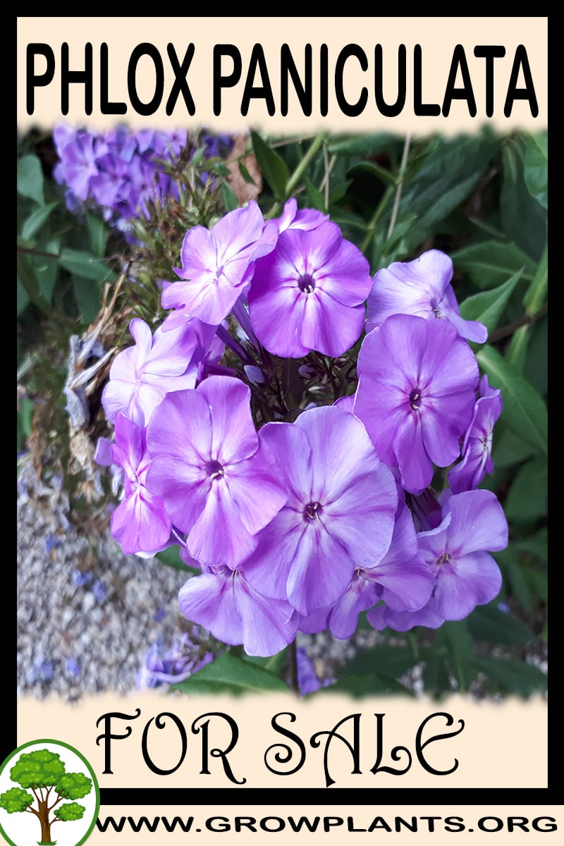 Phlox paniculata