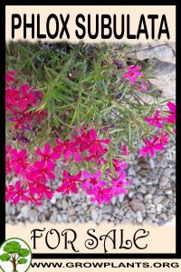 Phlox subulata for sale