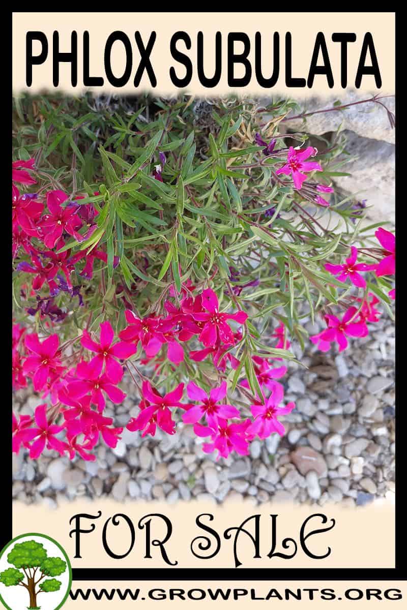 Phlox subulata