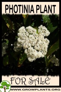 Photinia for sale