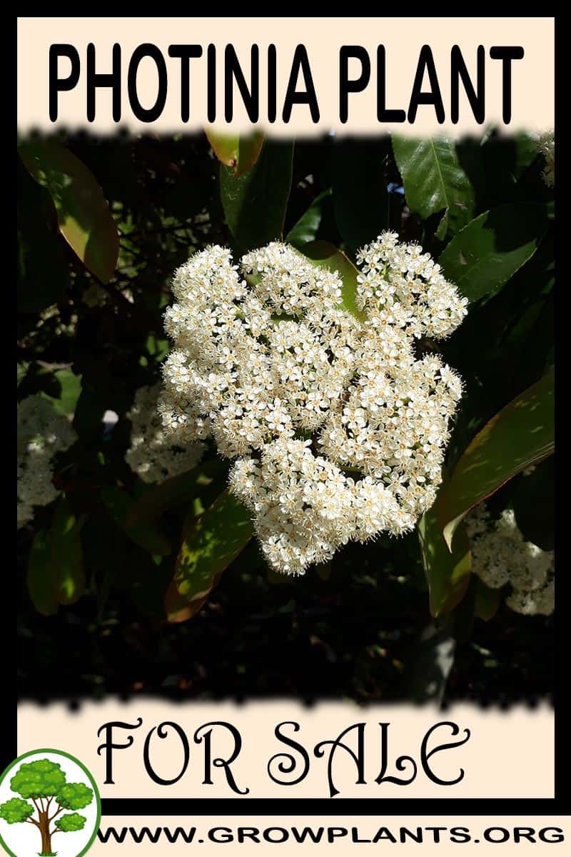 Photinia