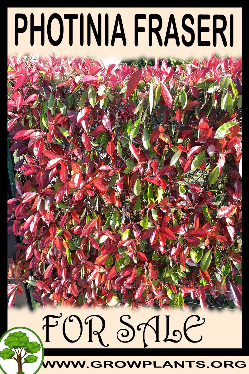 Photinia fraseri