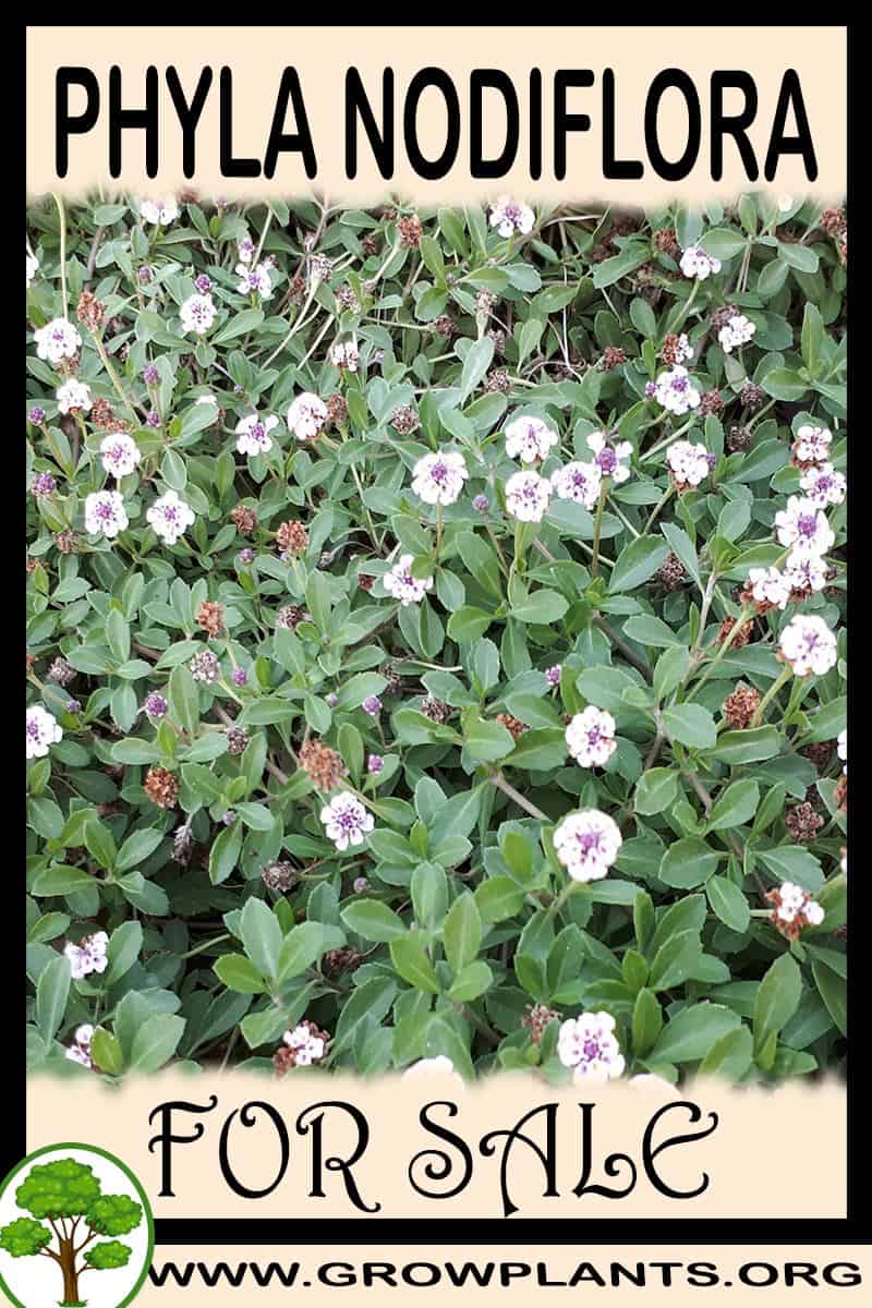 Phyla nodiflora