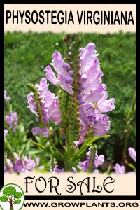 Physostegia virginiana for sale