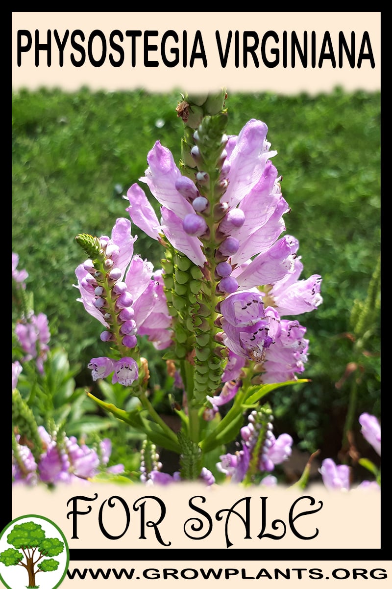 Physostegia virginiana