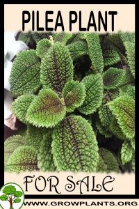 Pilea for sale