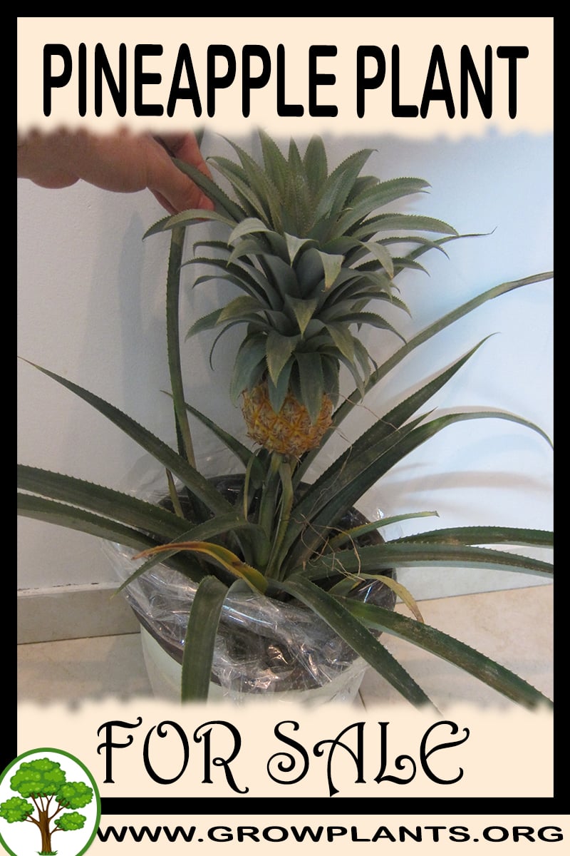 Pineapple