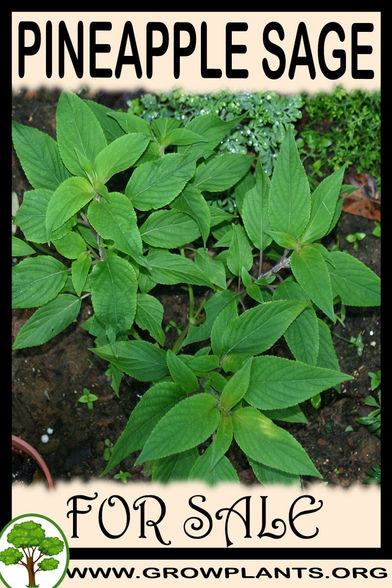 Pineapple sage