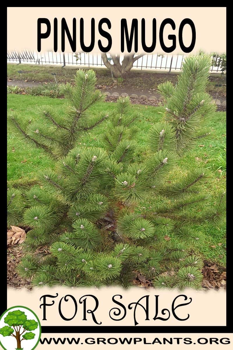 Pinus mugo