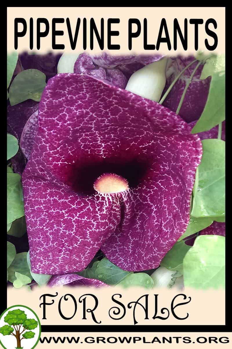 Pipevine plants