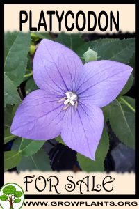 Platycodon for sale