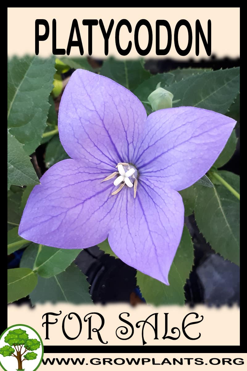 Platycodon