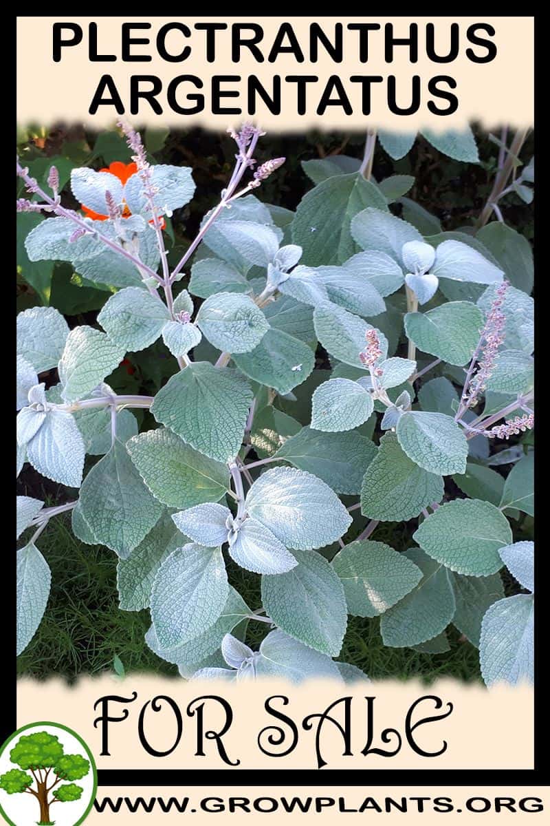 Plectranthus argentatus