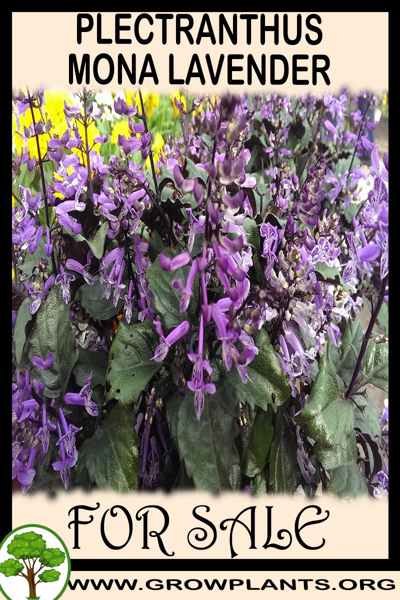 Plectranthus mona lavender
