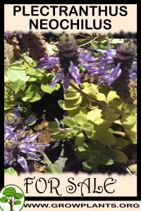 Plectranthus neochilus for sale