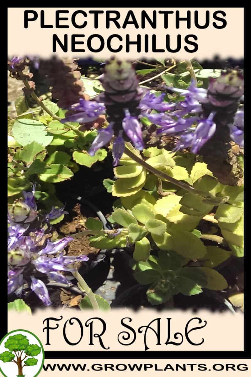 Plectranthus neochilus