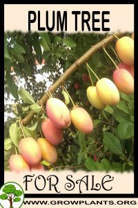 Plum tree for sale
