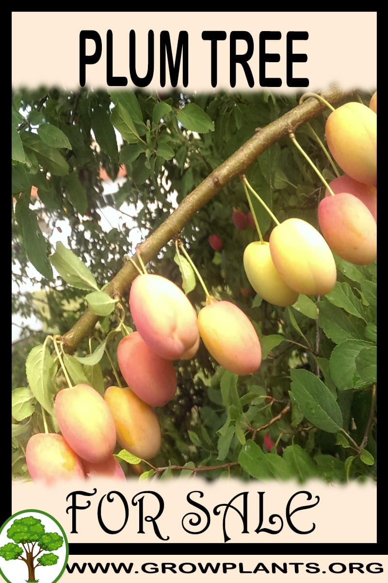 Plum tree