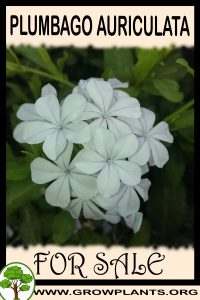 Plumbago auriculata for sale