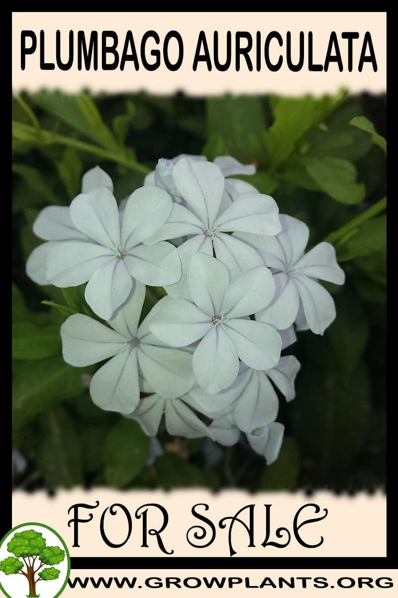 Plumbago auriculata