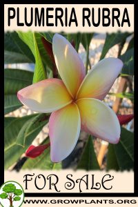 Plumeria rubra for sale