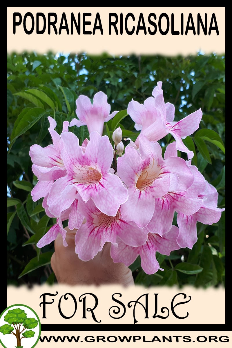 Podranea ricasoliana
